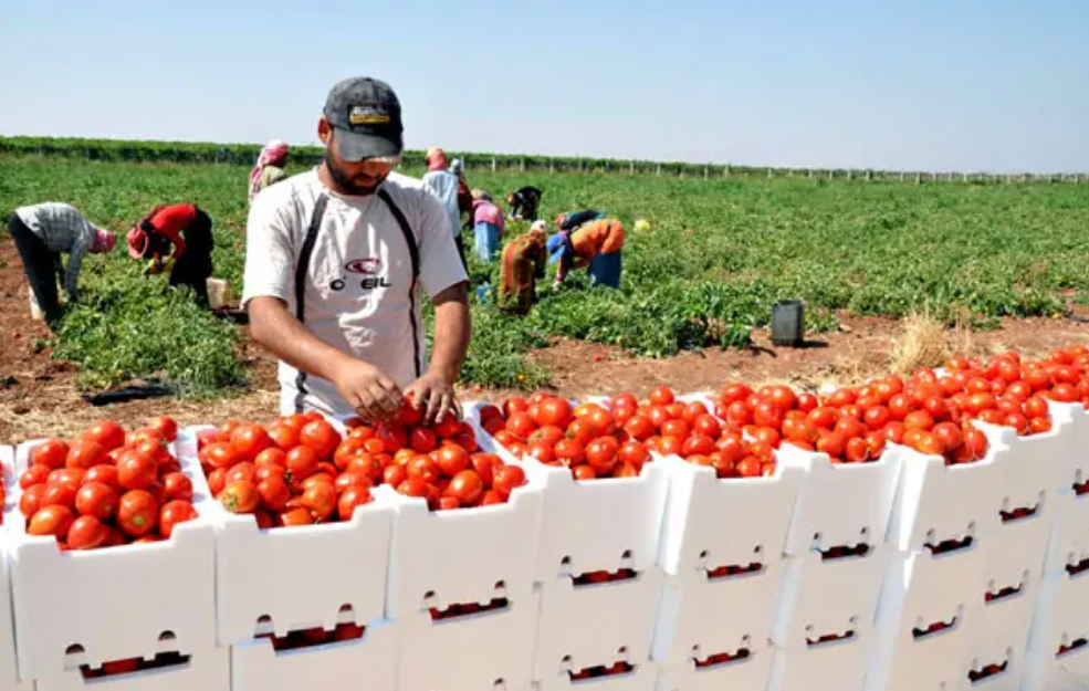 خبراء دوليون يناقشون تحديات الطماطم المغربية في أكادير