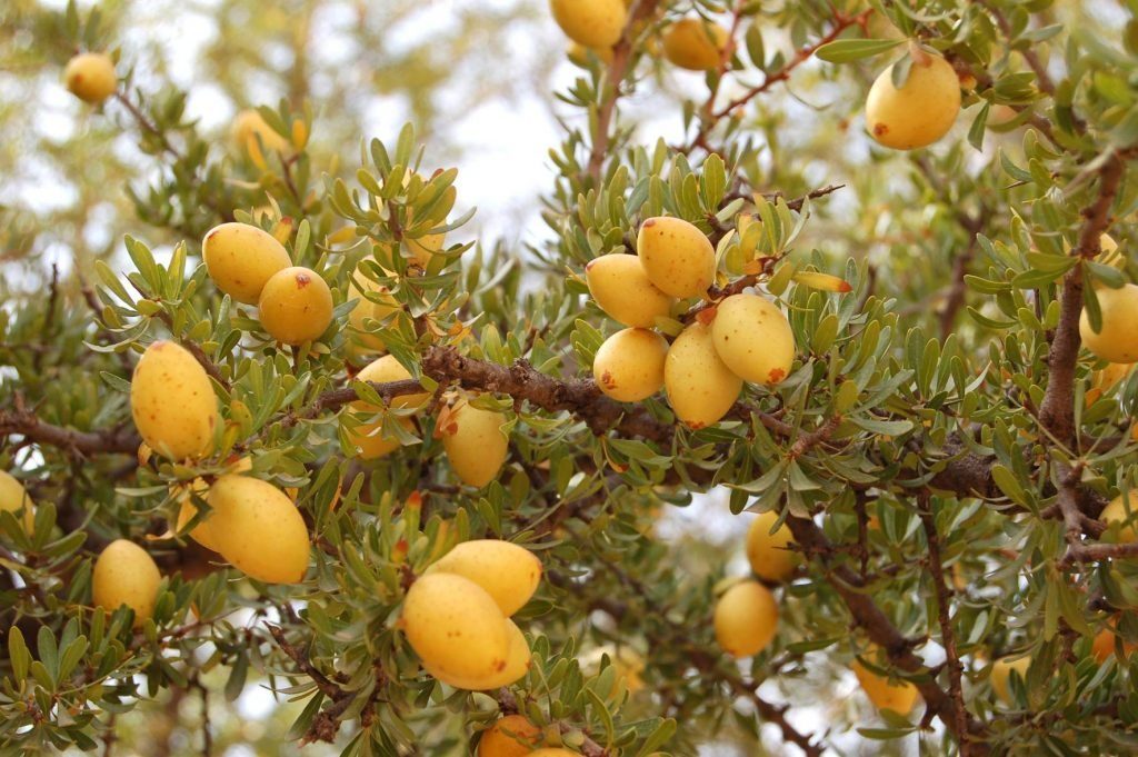 خطوة جديدة لتطوير قطاع الأركان بالمغرب