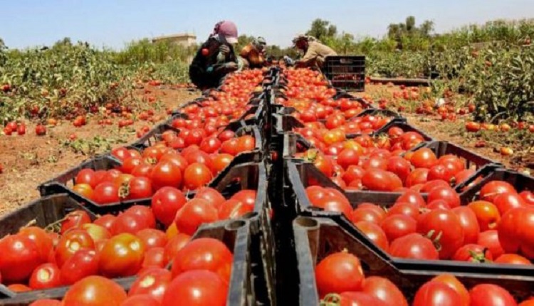 صادرات الطماطم المغربية تقتحم المراتب العالمية الأولى