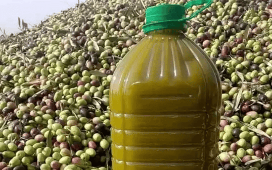 صادرات زيت الزيتون المغربية إلى إسبانيا تقفز إلى أكثر من 10 آلاف طن خلال أربعة أشهر